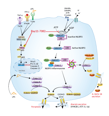 Inhibitory activity of BAY 11-7082