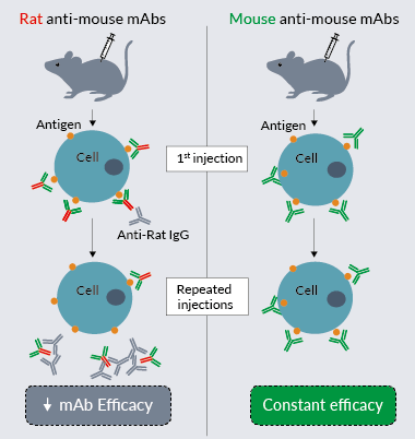 Benefits of mouse anti-mouse mAbs