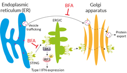 Inhibition of intracellular protein trafficking by Brefeldin A