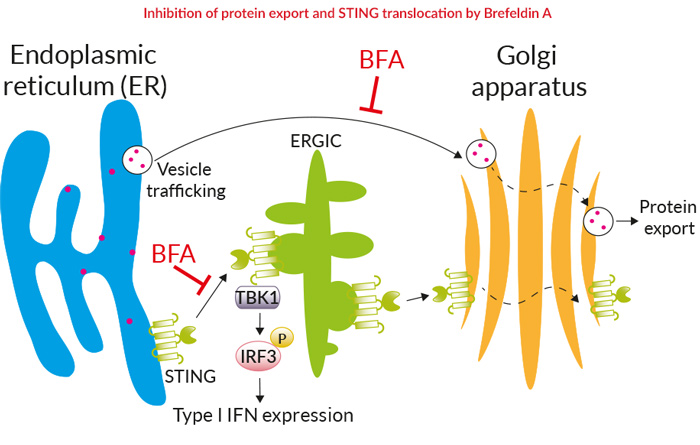Brefeldin A (BFA)