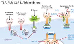 Inhibitors signaling pathway