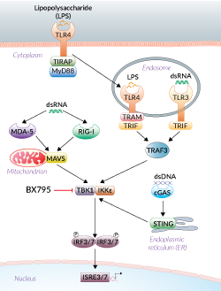 TBK1/IKKε signaling inhibition by BX795
