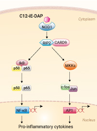 NOD1 activation with C12-iE-DAP