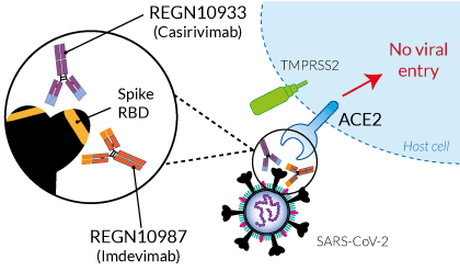 SARS-CoV-2 specific neutralization by Casirivimab & Imdevimab