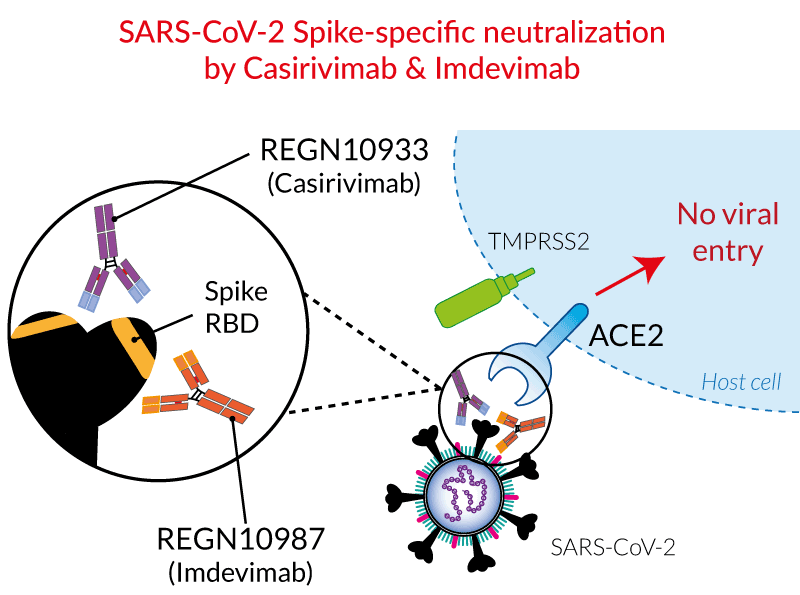 RecombiVirus Rabbit Anti SARS-COV-2 spike
