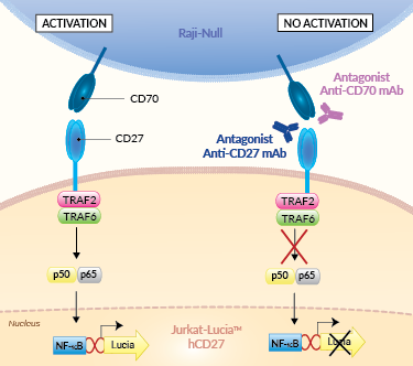 Principle of CD27/CD70 cellular assay