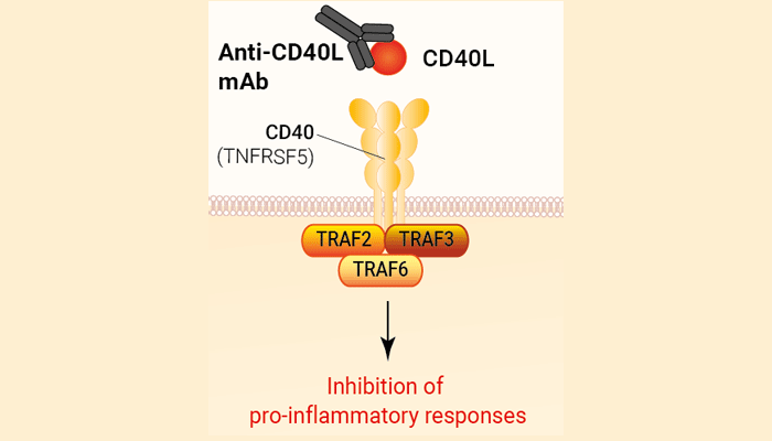 Human CD40L Antibody - Frexalimab Biosimilar