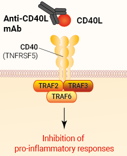 Binding of Anti-hCD40L-hIgG1 (Frexalimab)