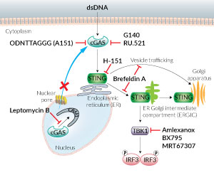 Cytosolic DNA sensing signaling inhibitors