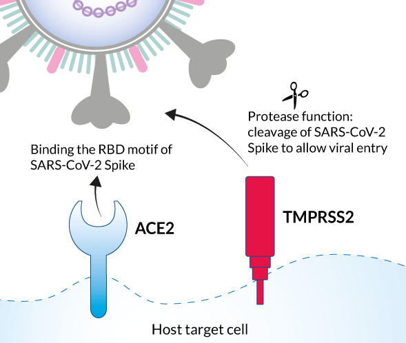 Sars cov 2 ответы на тест. Ace 2 Рецептор коронавирус. Рецепторы клеток для SARS-cov-2. Сарс ковид 2. Сериновая протеаза tmprss2.