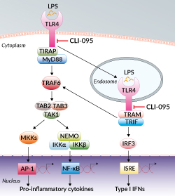 TLR4 signaling inhibition by CLI-095