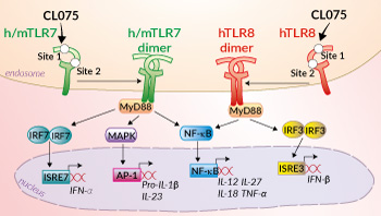Activation of h/mTLR7 and hTLR8 by CL075 (3M002)