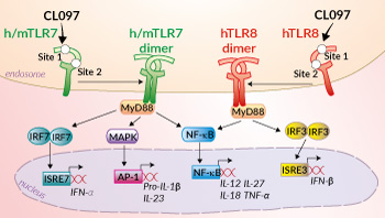 Activation of h/mTLR7 and hTLR8 by CL097