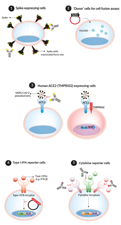 InvivoGen's COVID-19 related cell lines