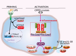 Inflammasome activation with CPPD crystals