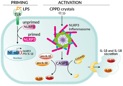 Inflammasome activation with CPPD crystals