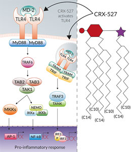 CRX-527 activates TLR4
