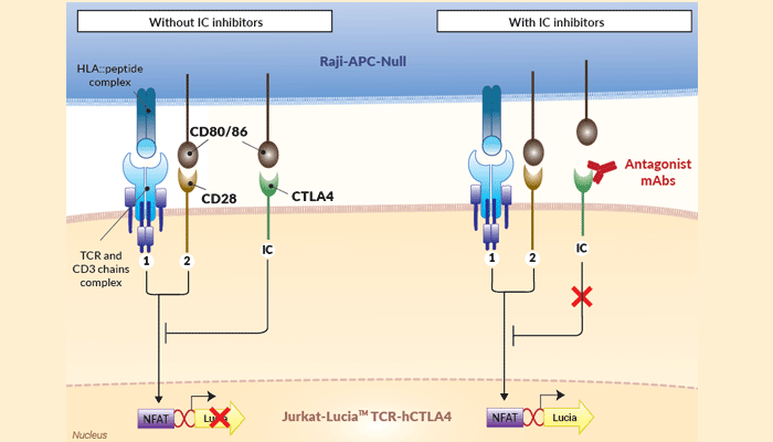 Jurkat-Raji CTLA4/CD80 assay (Bio-IC™)