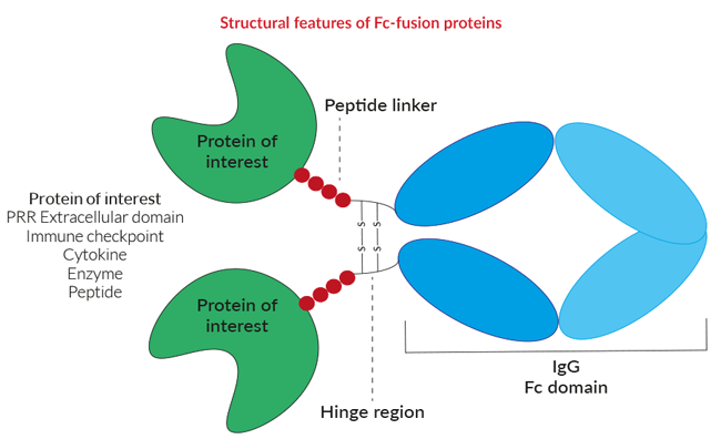 Fc fusion Proteins InvivoGen