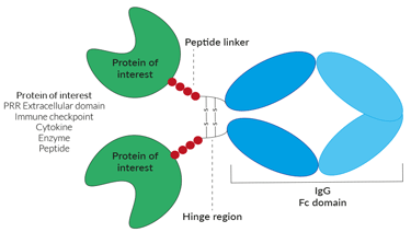 Structural features of Fc-fusion proteins