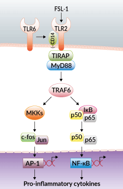 TLR2/TLR6 activation with FSL-1