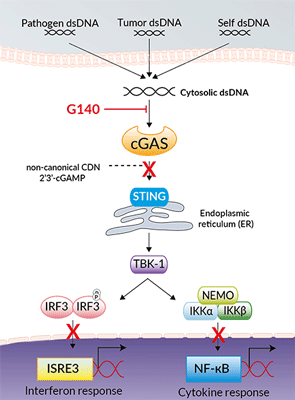 Inhibition of human cGAS signaling by G140