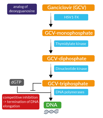 Mechanism of action of Ganciclovir