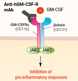 Binding of anti-GM-CSFR mAb