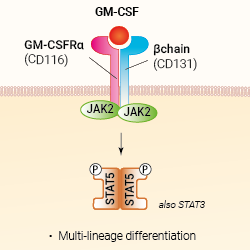 GM-CSF signaling and biological functions
