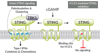 Mechanism of action of H151-mediated STING inhibition 