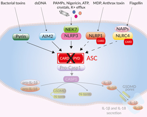 Canonical inflammasome signaling in THP1-KO-ASC cells