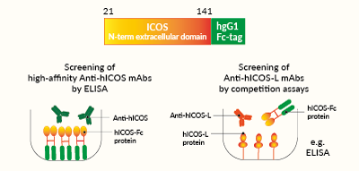 Potential applications of soluble hICOS-Fc protein
