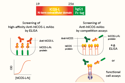 Potential applications of soluble hICOS-L-Fc protein