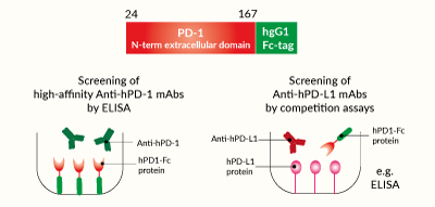 Potential applications of soluble hPD1-Fc protein