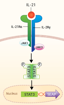 HEK-Blue™ IL-21 Cells signaling pathway