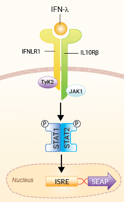 HEK-Blue™ IFN-λ Cells signaling pathway