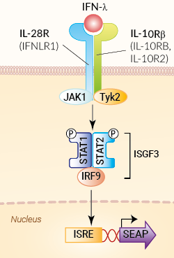 HEK-Blue™ IFN-λ Cells signaling pathway