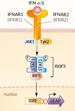 HEK-Blue™ IFN-α/β Cells signaling pathway