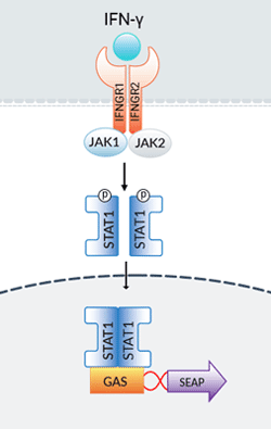 HEK-Blue™ IFN-γ Cells signaling pathway