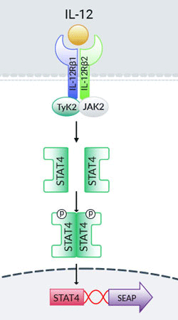 HEK-Blue™ IL-12 Cells signaling pathway