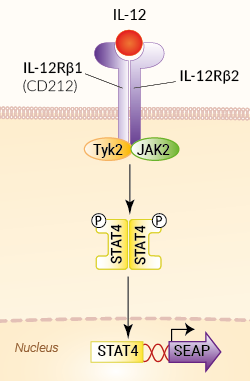 HEK-Blue™ IL-12 Cells signaling pathway