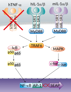 HEK-Blue™ IL-1R Cells signaling pathway