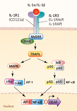 HEK-Blue™ IL-1R Cells signaling pathway