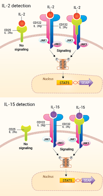 IL-2 and IL-15 sensing in HEK-Blue™-derived cells