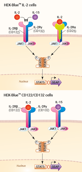 IL-2 and IL-15 sensing in HEK-Blue™-derived cells