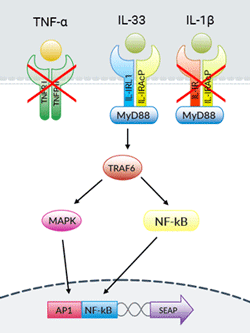 IL-33 signaling pathway