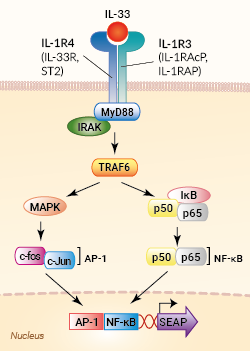 IL-33 signaling pathway