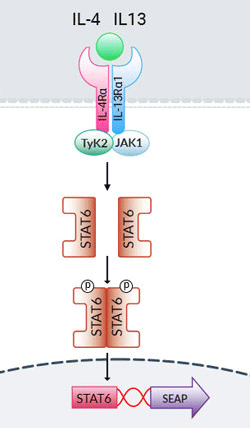 HEK-Blue™ IL-4/IL-13 Cells signaling pathway