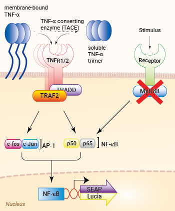 Signaling pathways in HEK-Blue-Lucia™ TNF-α cells