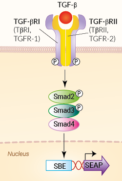 HEK-Blue™ TGF-β Cells signaling pathway